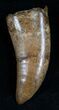 Large Nanotyrannus Tooth - #7530-3